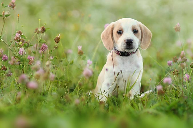 Pup in the green.
